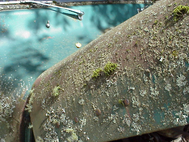 The Pacific Coast climate encouraged moss to grow on the North side of the truck.